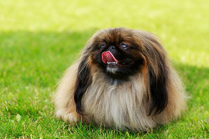 Breed of the Month–Pekingese
