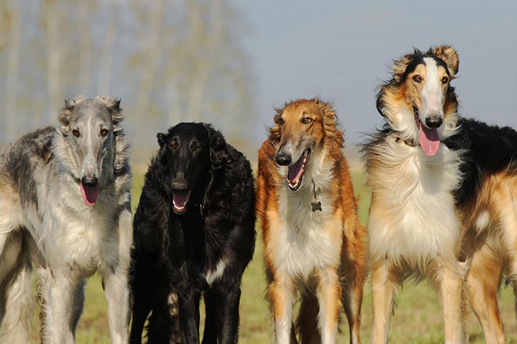Breed of the Month–Borzoi