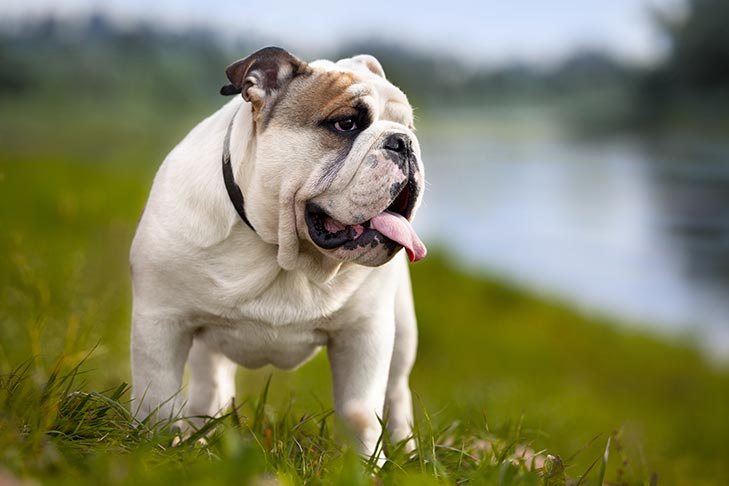 Breed of the Month–Least Obedient Breeds