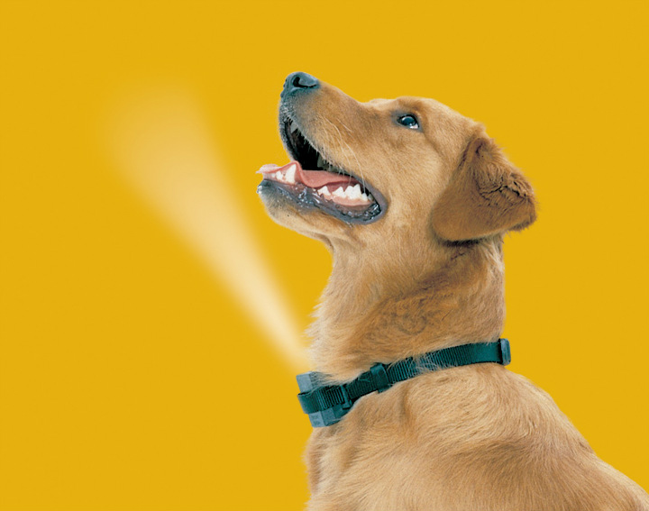 Choosing an Anti-Bark Dog Collar