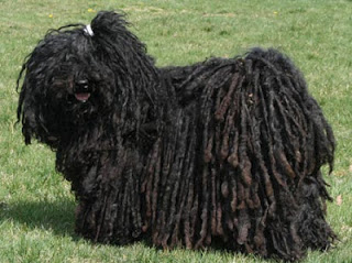 Breed of the Month–Puli
