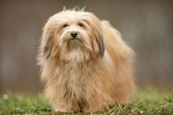 Breed of the Month–Havanese