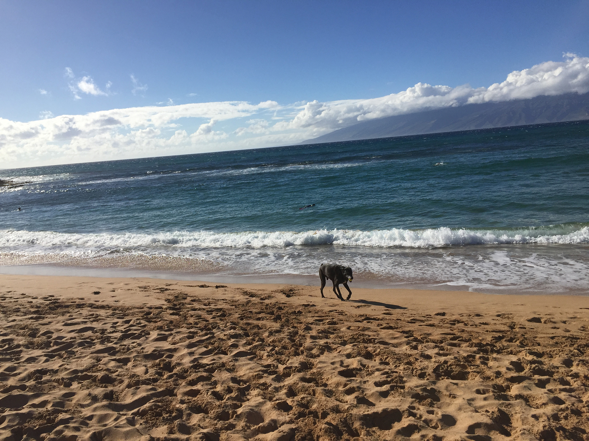 Trainer Tip Video:  Beach Fetch