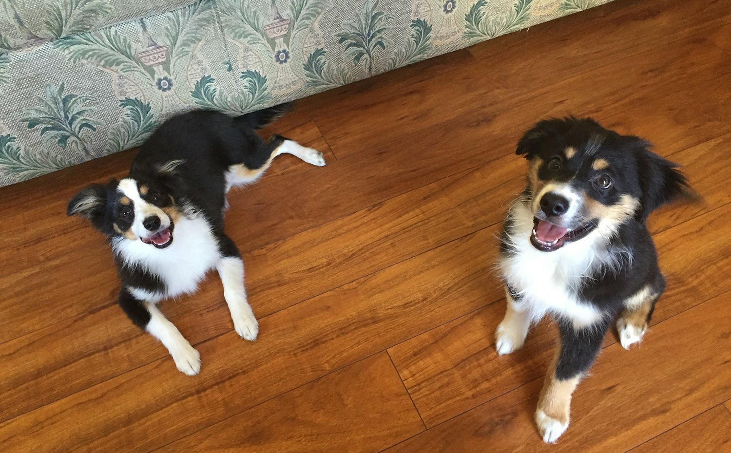 Video of the Day:  Puppy Playtime with Mini Australian Shepherds