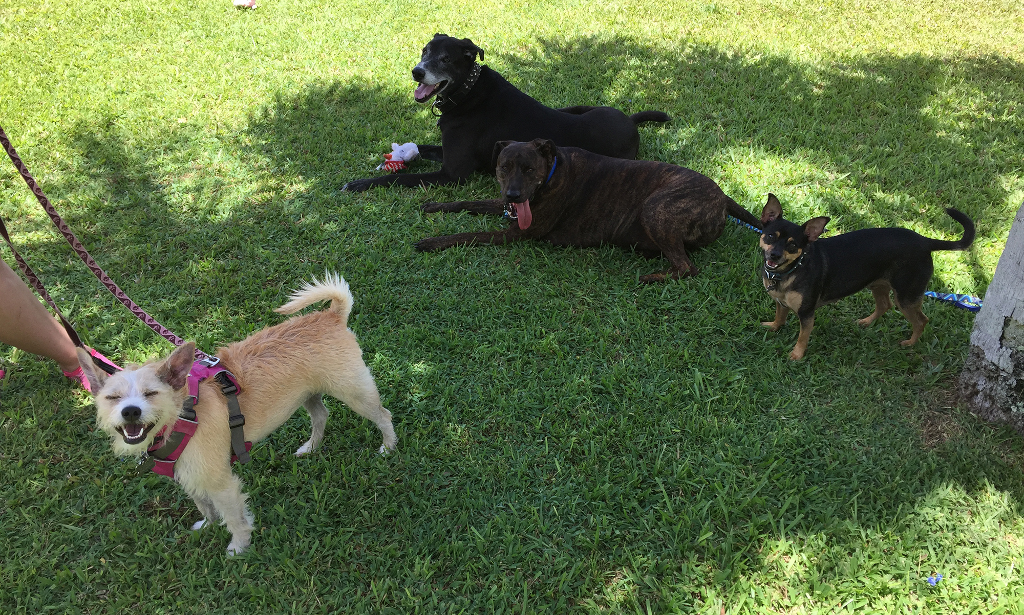 Socialization with Lucy & Yoshi:  Video of the Day