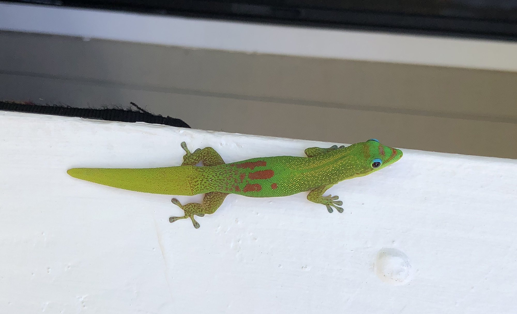 Hitchhiking Gecko