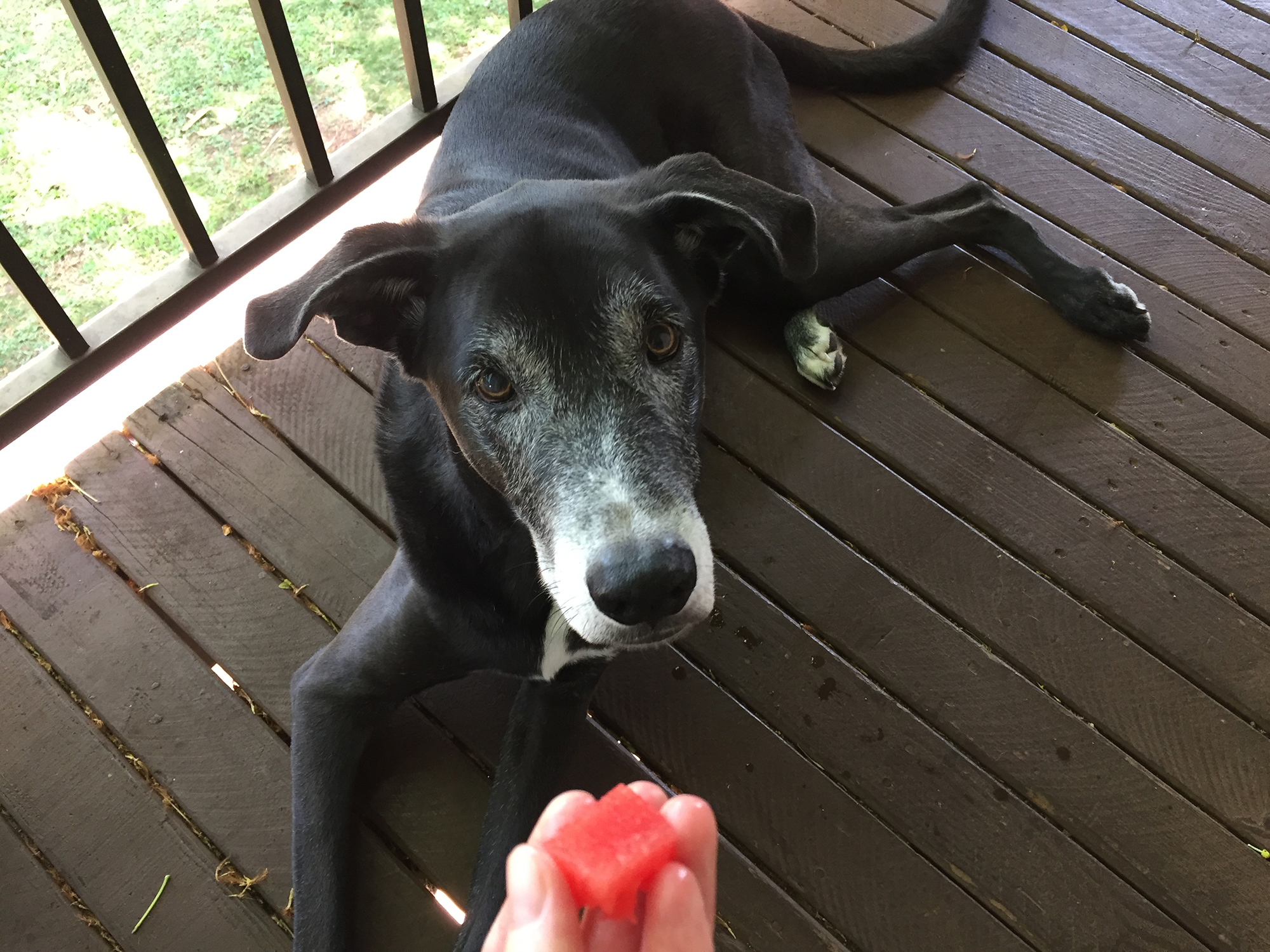 Summer Dog Snack:  Watermelon