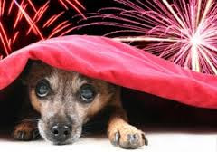 July 4th Safety tips for pets