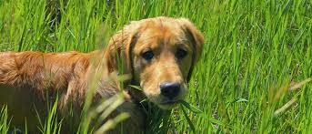 Trainer Tips–Grass eating dogs