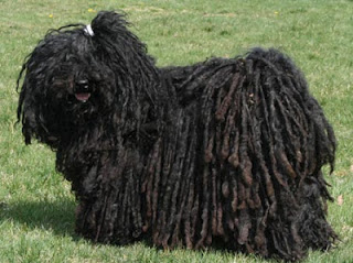 Puli Def Breed of the Month–Puli – Such Good Dogs