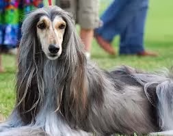 Breed of the Month–Afghan Hound