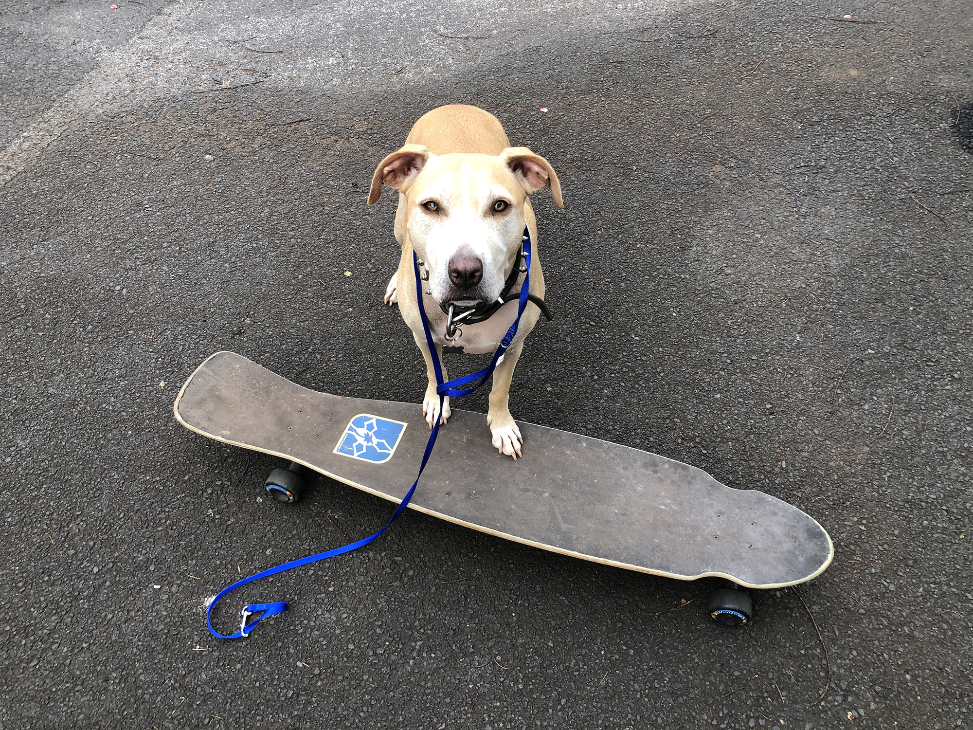 Skateboard Dog:  Trick Training