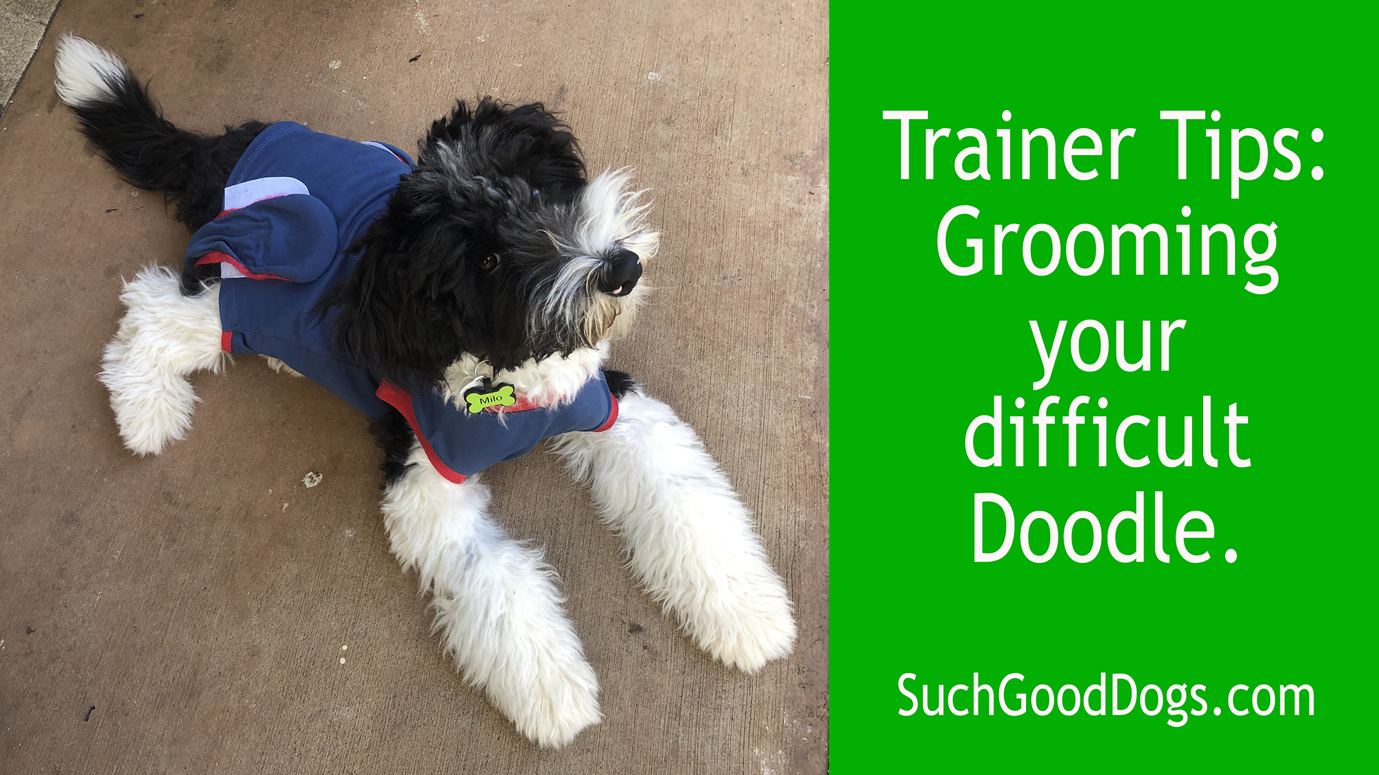 Trainer Tips:  Grooming your difficult Doodle